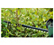 Аккумуляторный бесщеточный кусторез BOSCH UniversalHedgeCut 18V-50 (solo) (0600849K00)