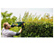 Кусторез BOSCH AdvancedHedgeCut 65 (06008C0801)